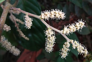 Flower stalks of unknown tree photo